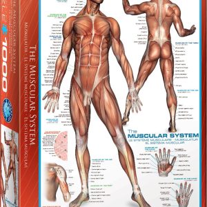 Køb Kroppen: Muskler