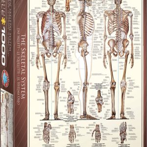 Køb Kroppen: Skelet - 1000 brikker Brætspil